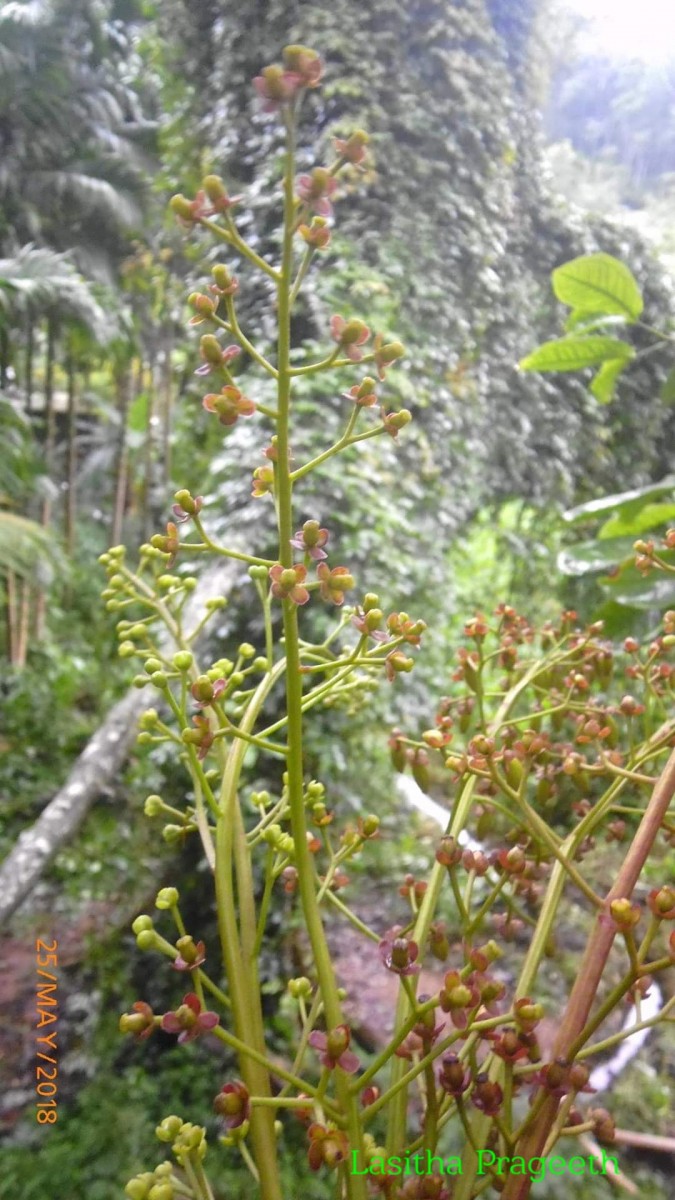 Nepenthes distillatoria L.